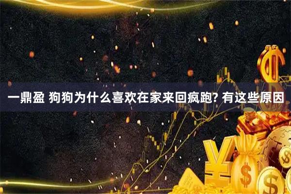 一鼎盈 狗狗为什么喜欢在家来回疯跑? 有这些原因